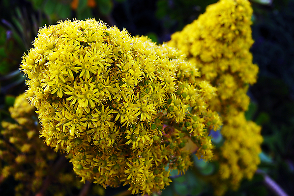 포토 JPG 해외이미지 식물 계절 꽃잎 꽃 백그라운드 꽃무늬 자연 사람없음 컬러풀 노란색 정원 봄 원예 해외202004 해외포토 컬러 무늬 취미 생태계 파일형식 이미지허브