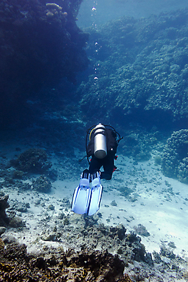 포토 JPG 해외이미지 전신 바다 백그라운드 한명 풍경 성인 바닷속 수중 스노클링 잠수부 성인한명만 해외202004 해외포토 1 사람 수상스포츠 전문직 성인만 파일형식 이미지허브