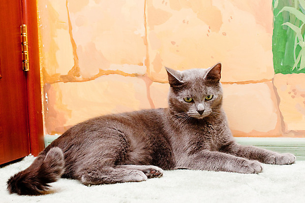 포토 JPG 해외이미지 동물 1 응시 벽 포즈 가구 바닥 주택 털 사람없음 내부 가로 반려동물 고양이 회색 직물 거짓말 해외202004 해외포토 시선 컬러 생활용품 포유류 건물 파일형식 이미지허브