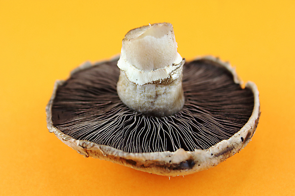 포토 JPG 해외이미지 식물 잡화 음식 백그라운드 다이어트 채소 과일 재료 자연 건강 요리 사람없음 가로 식사 저녁식사 버섯 흰색 신선 그룹 맛 먹기 오브젝트 상쾌 유기농 날것 흙더미 내추럴 점심식사 강렬 곰팡이 숙성 식용 채식주의자 해외202004 해외포토 웰빙 감정 컬러 컨셉 모션 흙 생태계 채식 파일형식 더미 이미지허브