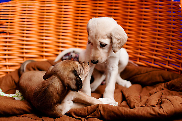 포토 JPG 해외이미지 동물 응시 새끼 백그라운드 가족 친절 털 3 사랑 앉기 사람없음 가로 파란색 반려동물 모래사장 갈색 바구니 우정 흰색 아기 직물 개 강아지 작음 만족 사냥개 육식동물 걸레 거짓말 해외202004 해외포토 시선 감정 바다 컬러 포유류 관계 모션 사람 친구 크기 청소도구 파일형식 이미지허브