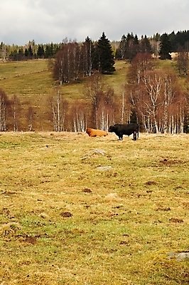 포토 JPG 해외이미지 나무 계절 여행 밭 농업 자연 하늘 풍경 사람없음 야외 초록색 여름 파란색 햇빛 태양 일출 환경 일몰 봄 시골 소 숲 땅 언덕 장면 체코 공화국 보헤미아 서쪽 해외202004 해외포토 자연요소 식물 유럽 나라 산업 컬러 포유류 노을 방향 생태계 파일형식 이미지허브