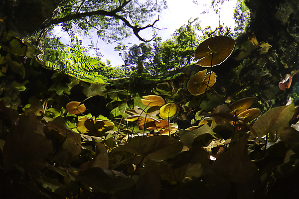 포토 JPG 해외이미지 나무 식물 자연 하늘 멕시코 사람없음 물 햇빛 평화 환경 수중 연못 중앙아메리카 동굴 잠수부 다이빙 석회암 해외202004 해외포토 자연요소 컨셉 북아메리카 아메리카 태양 수영 암석 전문직 생태계 수중스포츠 파일형식 이미지허브
