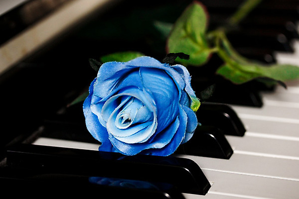 포토 JPG 해외이미지 실내 사람없음 장미 피아노건반 피아니스트 해외202004 해외포토 꽃 내부 연주자 건반 피아노 파일형식 이미지허브