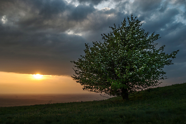 포토 JPG 해외이미지 나무 구름 오렌지 자연 하늘 풍경 사람없음 초록색 태양 일몰 언덕 해외202004 해외포토 자연요소 식물 컬러 과일 노을 생태계 파일형식 이미지허브