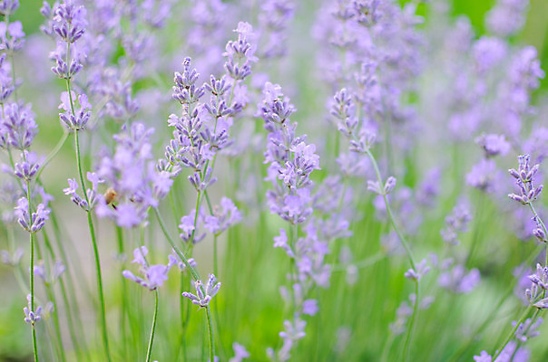 포토 JPG 해외이미지 식물 꽃 백그라운드 꽃무늬 밭 농업 재료 자연 건강 사람없음 야외 태양 정원 맑음 보라색 봄 프랑스 흰색 시골 허브 제비꽃 향기 아로마 향 아로마테라피 라벤더 라일락 내추럴 프랑스어 프로방스 해외202004 해외포토 자연요소 문자 계절 유럽 산업 컬러 무늬 날씨 생태계 냄새 테라피 파일형식 이미지허브