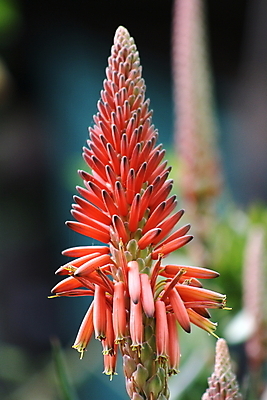 포토 JPG 해외이미지 식물 꽃 꽃무늬 자연 선인장 사람없음 해외202004 해외포토 무늬 생태계 파일형식 이미지허브