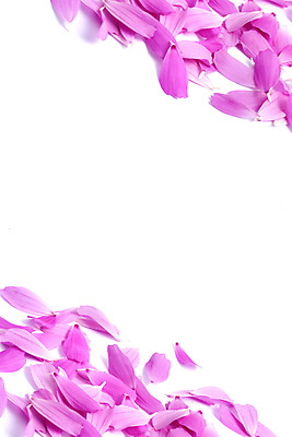 포토 JPG 해외이미지 모양 식물 디자인 꽃잎 꽃 백그라운드 꽃무늬 자연 부활절 프레임 발렌타인데이 사랑 이벤트 사람없음 가로 빨간색 여름 보라색 벚꽃 흰색 축하 그룹 고급 오브젝트 열정 캔버스 고립 구성 엘리먼트 해외202004 해외포토 계절 기념일 감정 컬러 컨셉 무늬 데이이벤트 생태계 파일형식 이미지허브