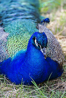 포토 JPG 해외이미지 동물 남자 야생동물 백그라운드 패턴 자연 조류 기술 동물원 사람없음 가로 초록색 파란색 컬러풀 머리 걷기 활발 우아함 공작 인도인 전시회 깃털 묘사 질감 꼬리 부리 쇼 목 보여주기 꿩 내추럴 멀티 웅장함 터키석 해외202004 해외포토 외국인 컬러 컨셉 무늬 모션 사람 동양인 신체부위 전시 보석 생태계 파일형식 이미지허브