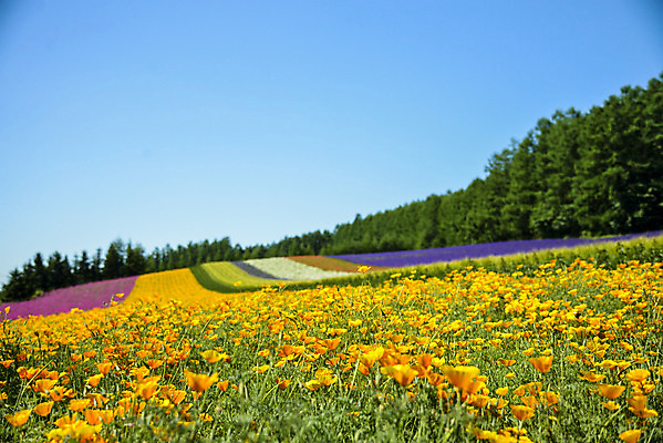 포토 JPG 해외이미지 식물 계절 꽃 유럽 선 분홍색 백그라운드 꽃무늬 밭 농업 자연 하늘 풍경 사람없음 야외 빨간색 초록색 여름 파란색 컬러풀 농장 노란색 정원 보라색 봄 활발 튤립 프랑스 벚꽃 시골 개화 허브 네덜란드 향기 장면 라벤더 내추럴 줄서기 프로방스 해외202004 해외포토 나라 산업 컬러 컨셉 무늬 모션 생태계 냄새 파일형식 이미지허브
