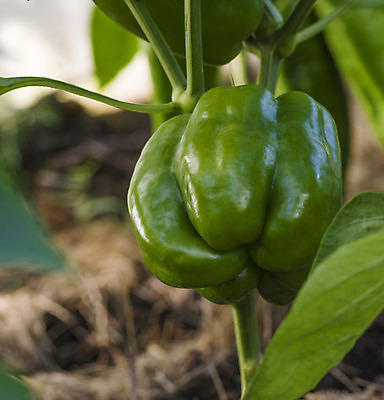 포토 JPG 해외이미지 문화 음식 줄기 백그라운드 잎 농업 채소 과일 재료 부분 자연 고추 건강 씨앗 사람없음 가로 초록색 빛 농작물 샐러드 양념 조미료 그룹 달콤 향신료 유기농 날것 후추 숙성 채식주의자 해외202004 해외포토 식물 웰빙 산업 컬러 맛 생태계 채식 향미료 파일형식 이미지허브