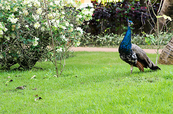 포토 JPG 해외이미지 동물 남자 야생동물 백그라운드 패턴 자연 조류 기술 사람없음 가로 초록색 파란색 컬러풀 머리 활발 우아함 공작 전시회 깃털 꼬리 부리 목 보여주기 꿩 수탉 멀티 웅장함 터키석 해외202004 해외포토 컬러 컨셉 무늬 모션 사람 신체부위 전시 닭 보석 수컷 생태계 파일형식 이미지허브