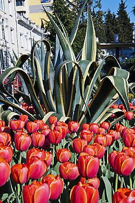 포토 JPG 해외이미지 식물 계절 기념일 꽃잎 꽃 줄기 분홍색 백그라운드 꽃무늬 밭 농업 자연 휴가 부활절 사람없음 야외 빨간색 초록색 컬러풀 햇빛 농장 노란색 환경 정원 보라색 봄 튤립 성장 벚꽃 흰색 시골 원예 데이지 장면 지역 내추럴 블러 해외202004 해외포토 산업 컬러 무늬 이벤트 취미 태양 생태계 파일형식 이미지허브