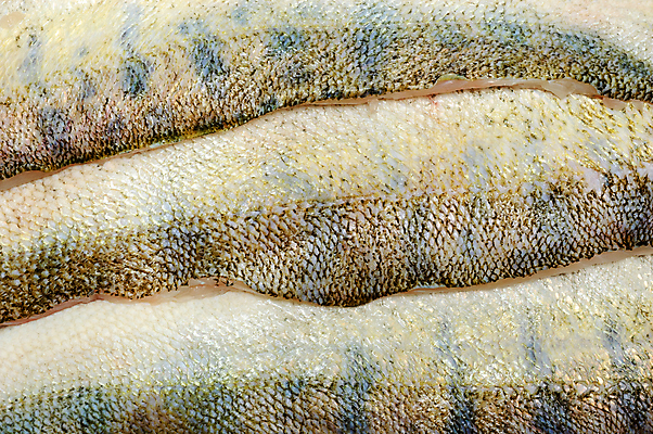 포토 JPG 해외이미지 유럽 음식 백그라운드 다이어트 건강 어류 사람없음 신선 자르기 해산물 피부 유기농 질감 이국적 해외202004 해외포토 웰빙 나라 모션 신체부위 수중동물 파일형식 이미지허브