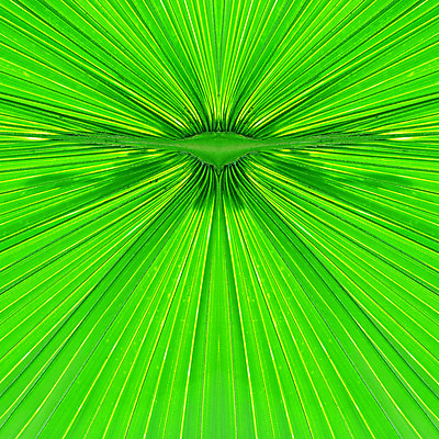 포토 JPG 해외이미지 나무 식물 줄기 백그라운드 잎 패턴 곡선 부분 자연 숙이기 손바닥 사람없음 야외 초록색 성장 나뭇가지 떨어짐 숲 허브 싱글 아치 질감 코코넛 내추럴 해외202004 해외포토 손 선 컬러 포즈 컨셉 무늬 과일 생태계 파일형식 이미지허브