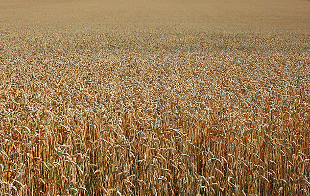 포토 JPG 해외이미지 식물 음식 밭 농업 자연 옥수수 씨앗 풍경 사람없음 여름 농사 맑음 황금 큼 밀 묘사 양귀비 스파이크 밭일 해외202004 해외포토 계절 꽃 산업 날씨 곡류 크기 생태계 파일형식 이미지허브