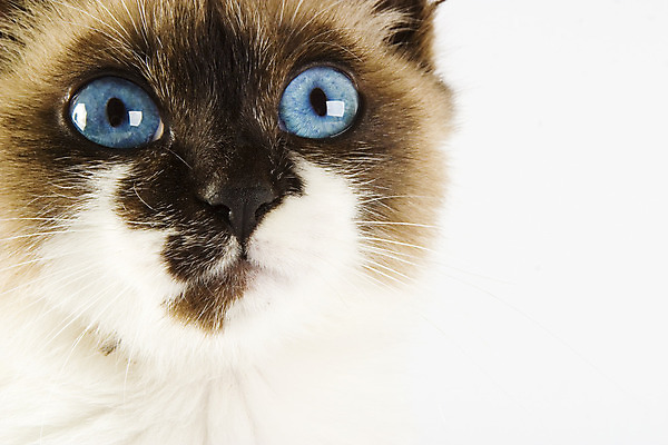 포토 JPG 해외이미지 동물 포유류 포옹 수염 털 사람없음 반려동물 고양이 흰색 표현 달콤 작음 모피 만족 고립 동반자 해외202004 해외포토 감정 컬러 안기 맛 크기 파일형식 이미지허브