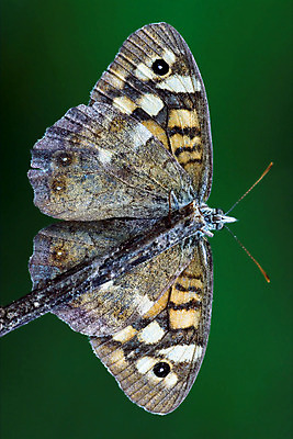 포토 JPG 해외이미지 식물 선 나비 곤충 잎 곡선 날개 오렌지 자연 안테나 사람없음 옆모습 초록색 여름 갈색 머리 정원 검은색 봄 이탈리아 회색 흰색 나뭇가지 점 얼룩 닫기 떨어짐 수증기 강조 해외202004 해외포토 나무 동물 계절 유럽 뷰포인트 컬러 컨셉 과일 통신 모션 신체부위 생태계 파일형식 이미지허브