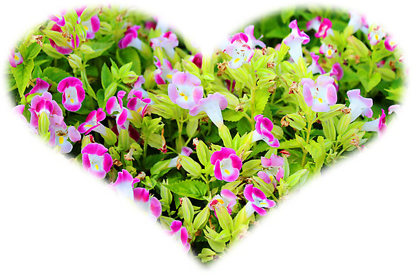 포토 JPG 해외이미지 주간 꽃잎 꽃 분홍색 백그라운드 잎 자연 하늘 사람없음 야외 장식 빨간색 초록색 햇빛 노란색 정원 맑음 보라색 침묵 봄 제비꽃 해외202004 해외포토 자연요소 식물 계절 컬러 날씨 태양 소리 생태계 파일형식 이미지허브