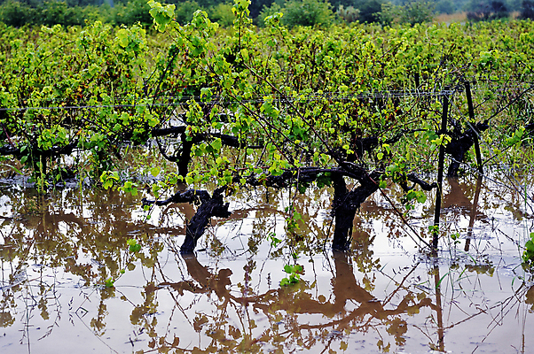 포토 JPG 해외이미지 식물 유럽 산업 밭 농업 과일 자연 날씨 풍경 사람없음 야외 물 환경 와인 프랑스 시골 홍수 포도밭 포도나무 문제 프랑스어 운석 나쁜 재앙 해외202004 해외포토 자연요소 문자 나라 주류 자연재해 과일나무 생태계 파일형식 이미지허브