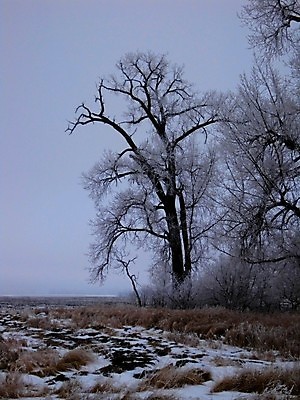 포토 JPG 해외이미지 나무 지구 잎 겨울 밭 자연 날씨 사람없음 야외 환경 얼음 봄 추위 덮개 백발 가을 나뭇가지 신선 황무지 서리 내추럴 폭설 눈내림 해외202004 해외포토 자연요소 식물 헤어스타일 계절 농업 눈_날씨 뚜껑 자연재해 생태계 파일형식 이미지허브