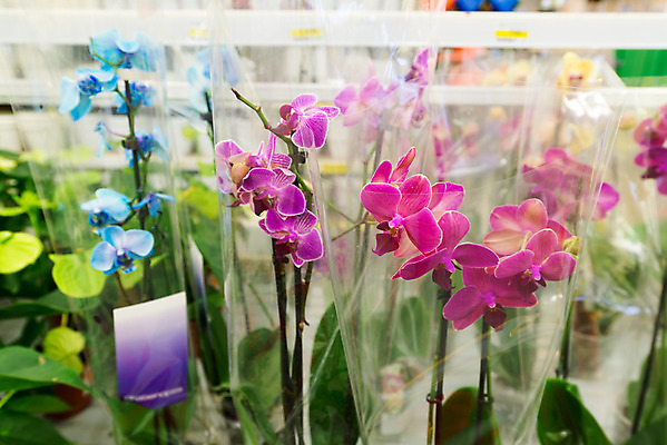 포토 JPG 해외이미지 식물 꽃잎 꽃 화초 꽃다발 백그라운드 컨셉 꽃무늬 비즈니스 태국 자연 휴가 기념 선물 사랑 사람없음 야외 초록색 여름 컬러풀 세일 상점 정원 봄 벚꽃 흰색 신선 난초 시장 구매 꽃집 제비꽃 포장지 네덜란드 내추럴 싱가폴 매각 해외202004 해외포토 계절 감정 유럽 아시아 컬러 무늬 포장 쇼핑 생태계 파일형식 이미지허브