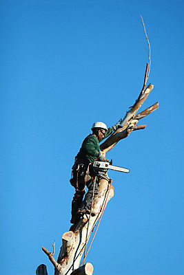 포토 JPG 해외이미지 나무 밧줄 사람없음 목재 환경 나뭇가지 위험 자르기 잡동사니 벌목 수목 전기톱 해외202004 해외포토 식물 줄 컨셉 재료 모션 톱 파일형식 이미지허브