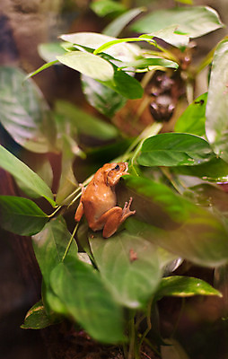 포토 JPG 해외이미지 식물 동물 1 응시 야생동물 백그라운드 파충류 자연 생물 개구리 사람없음 초록색 우주 미국 활발 흰색 숲 작음 열대우림 오브젝트 슛 멀티 해외202004 해외포토 시선 컬러 컨셉 북아메리카 양서류 크기 생태계 파일형식 이미지허브