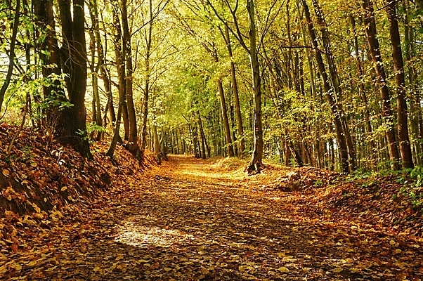 포토 JPG 해외이미지 나무 식물 계절 공원 도로 길 백그라운드 단풍 잎 자연 풍경 사람없음 야외 목재 빛 햇빛 태양 노란색 환경 화목 가을 시골 숲 오솔길 10월 내추럴 방법 해외202004 해외포토 자연요소 공공시설 컬러 컨셉 재료 교통시설 날짜 생태계 파일형식 이미지허브