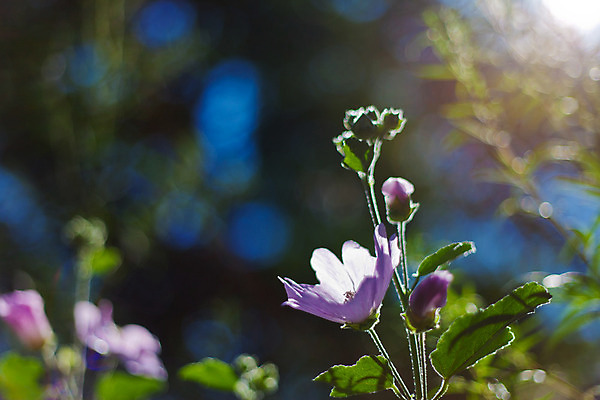 포토 JPG 해외이미지 식물 구름 계절 꽃 밭 가족 자연 하늘 아침 날씨 풍경 사람없음 야외 초록색 여름 파란색 빛 태양 환경 정원 얼음 봄 추위 벚꽃 흰색 신선 눈송이 그룹 소 묘사 오브젝트 질감 서리 장면 내추럴 해외202004 해외포토 주간 자연요소 컬러 농업 포유류 관계 눈_날씨 생태계 파일형식 이미지허브