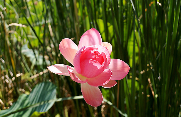 포토 JPG 해외이미지 식물 공원 꽃잎 꽃 줄기 분홍색 여행 잎 자연 휴식 연꽃 사람없음 물 여름 빛 강 태양 노란색 맑음 기쁨 저수지 신선 입 개화 개울 러시아 열광 꽃수술 막자 생태학 핵심 해외202004 해외포토 자연요소 계절 공공시설 교육 감정 유럽 컬러 컨셉 날씨 신체부위 생태계 파일형식 이미지허브