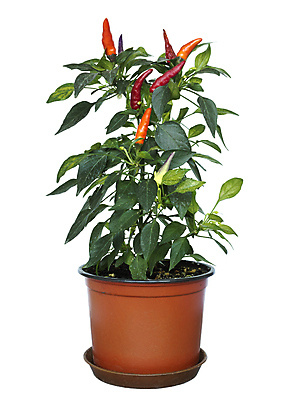 포토 JPG 해외이미지 식물 음식 잎 농업 다이어트 채소 고추 파프리카 건강 요리 사람없음 장식 빨간색 초록색 컬러풀 활발 추위 나뭇가지 신선 뜨거움 맛 냄비 작음 허브 유기농 매움 후추 성분 고립 모종 심기 채식주의자 해외202004 해외포토 나무 웰빙 산업 컬러 컨셉 모션 솥 크기 향신료 채식 파일형식 이미지허브