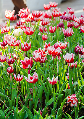 포토 JPG 해외이미지 식물 계절 꽃 분홍색 백그라운드 꽃무늬 밭 농업 전구 자연 하늘 파노라마 종류 풍경 사람없음 야외 장식 빨간색 초록색 파란색 빛 컬러풀 햇빛 노란색 우주 환경 정원 맑음 봄 활발 튤립 벚꽃 흰색 신선 5월 내추럴 강렬 해외202004 해외포토 산업 컬러 컨셉 무늬 날씨 촬영기법 태양 날짜 생태계 파일형식 이미지허브