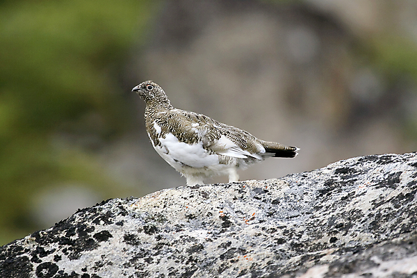 포토 JPG 해외이미지 동물 야생동물 자연 조류 사람없음 그린란드 해외202004 해외포토 섬 덴마크 생태계 파일형식 이미지허브