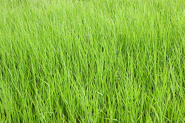 포토 JPG 해외이미지 식물 계절 줄기 백그라운드 잎 패턴 밭 농업 자연 풍경 잔디 사람없음 야외 가로 초록색 여름 농작물 우주 활발 성장 시골 칼날 땅 가득함 유기농 장면 지역 내추럴 해외202004 해외포토 웰빙 산업 컬러 컨셉 무늬 생태계 파일형식 이미지허브