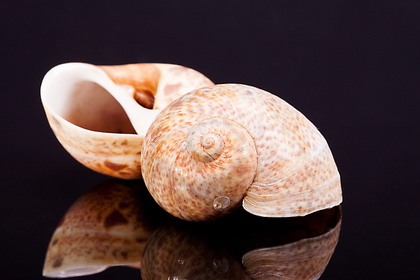 포토 JPG 해외이미지 모양 동물 모래 바다 백그라운드 자연 휴가 조개 골격 해변 사람없음 물 여름 환경 검은색 수중 껍질 해산물 생태계 달팽이 기념품 수족관 내추럴 생태학 이국적 해외202004 해외포토 자연요소 계절 교육 컬러 어패류 연체동물 오브젝트 파일형식 이미지허브