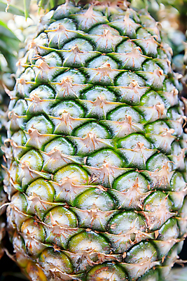 포토 JPG 해외이미지 식물 문화 음료 음식 줄기 섬 백그라운드 잎 다이어트 오렌지 과일 자연 디저트 열대 거리 건강 사람없음 초록색 컬러풀 노란색 주스 샐러드 사막 흰색 신선 소나무 시장 달콤 맛 사과 먹기 파인애플 오브젝트 유기농 질감 날것 하와이 고립 줄서기 해외202004 해외포토 나무 웰빙 컬러 컨셉 모션 미국 열대과일 생태계 파일형식 이미지허브