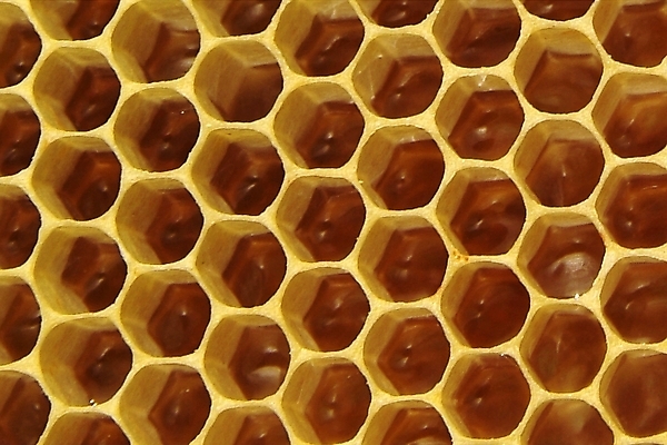 포토 JPG 해외이미지 식물 동물 꽃 음식 곤충 백그라운드 패턴 농업 자연 프레임 세포 건강 사람없음 약 환경 벚꽃 머리빗 황금 닫기 달콤 꿀벌 먹기 영화 유기농 바쁨 꽃가루 꿀 벌집 내추럴 밀랍 식민지 양봉 양봉장 해외202004 해외포토 웰빙 산업 무늬 의학 모션 문화예술 미용용품 맛 벌_곤충 가루 생태계 파일형식 이미지허브