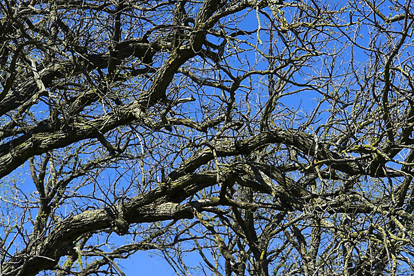 포토 JPG 해외이미지 나무 전통 공원 지구 여행 잎 자연 휴가 휴식 풍경 사람없음 야외 목재 초록색 여름 파란색 빛 농장 환경 맑음 침묵 봄 덮개 가을 시골 신선 고독 숲 큼 그늘 땅 장면 천국 대출 삼림지대 완전 해외202004 해외포토 식물 계절 공공시설 감정 컬러 컨셉 농업 재료 날씨 금융 소리 뚜껑 크기 생태계 파일형식 이미지허브