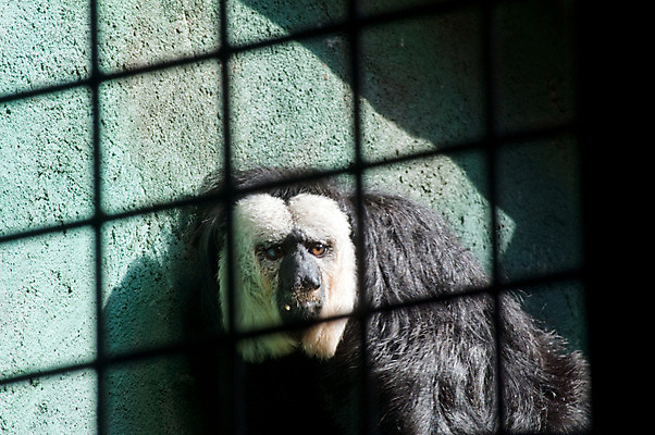 포토 JPG 해외이미지 동물 그림자 사람없음 원숭이 새장 해외202004 해외포토 포유류 케이지 파일형식 이미지허브