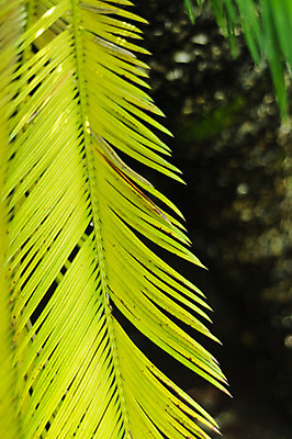 포토 JPG 해외이미지 나무 식물 잎 패턴 부분 자연 손바닥 사람없음 초록색 줄무늬 닫기 묘사 질감 내추럴 생태학 해외202004 해외포토 손 교육 컬러 무늬 모션 생태계 파일형식 이미지허브