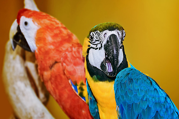 포토 JPG 해외이미지 동물 조류 사람없음 깃털 부리 앵무새 계산서 노란배경 동물상 해외202004 해외포토 백그라운드 조형물 노란색 파일형식 이미지허브