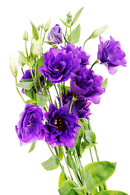 포토 JPG 해외이미지 식물 계절 꽃잎 꽃 줄기 백그라운드 잎 자연 선물 사람없음 장식 초록색 여름 보라색 화목 봄 활발 벚꽃 흰색 신선 오픈 개화 우아함 닫기 다발 제비꽃 순수 고립 꽃수술 영원 완전 해외202004 해외포토 컬러 컨셉 모션 생태계 파일형식 이미지허브