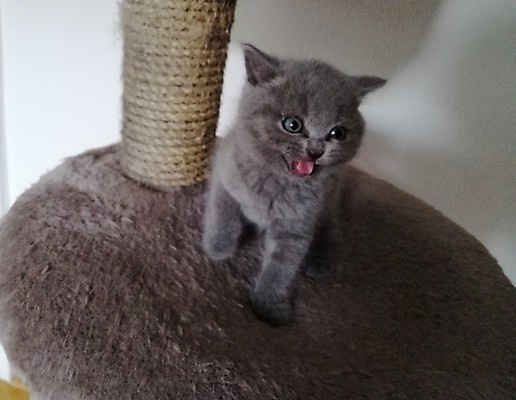 포토 JPG 해외이미지 동물 응시 행복 얼굴 포유류 가정 휴식 짧은머리 영국 주택 사랑 앉기 사람없음 파란색 반려동물 고양이 회색 표현 잡기 치아 은색 유래 집게발 해외202004 해외포토 헤어스타일 시선 감정 유럽 컬러 컨셉 모션 건물 신체부위 소화기관 파일형식 이미지허브