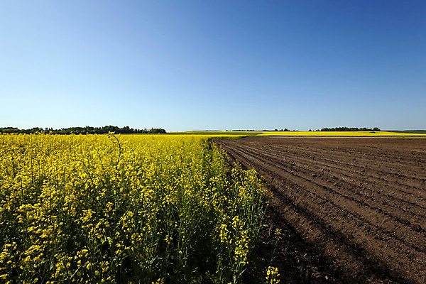 포토 JPG 해외이미지 식물 계절 꽃 산업 음식 여행 잎 밭 농업 채소 자연 하늘 날씨 감자 씨앗 풍경 사람없음 야외 초록색 농작물 햇빛 농장 노란색 봄 성장 벚꽃 시골 황금 땅 만취 날것 먼지 장면 내추럴 넘어짐 쟁기 줄서기 카놀라 세련 해외202004 해외포토 컬러 모션 태양 생태계 술취함 파일형식 이미지허브