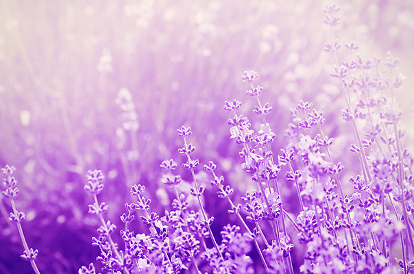 포토 JPG 해외이미지 식물 꽃 백그라운드 꽃무늬 밭 자연 풍경 사람없음 여름 정원 보라색 벚꽃 시골 개화 허브 제비꽃 향기 아로마테라피 라벤더 내추럴 프로방스 해외202004 해외포토 계절 컬러 무늬 농업 생태계 냄새 테라피 파일형식 이미지허브