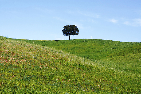 포토 JPG 해외이미지 나무 계절 밭 하늘 풍경 사람없음 야외 내부 초록색 파란색 맑음 봄 시골 정상 포르투갈 언덕 지역 고립 해외202004 해외포토 식물 유럽 컬러 농업 날씨 파일형식 이미지허브