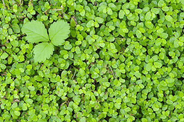 포토 JPG 해외이미지 식물 계절 백그라운드 잎 자연 사람없음 초록색 정원 봄 작음 묘사 해외202004 해외포토 컬러 크기 생태계 파일형식 이미지허브