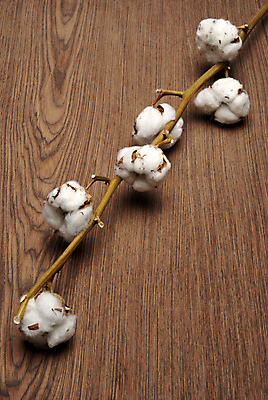 포토 JPG 해외이미지 사람없음 나뭇가지 면 유기농 부드러움 목화꽃 목화솜 나무배경 해외202004 해외포토 나무 웰빙 꽃 백그라운드 감각 솜 파일형식 이미지허브