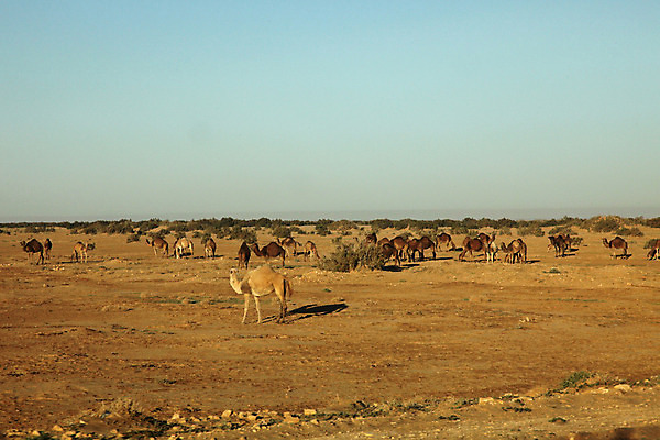 포토 JPG 해외이미지 동물 야생동물 모래 여행 포유류 교통시설 아프리카 하늘 건조 털 사람없음 여름 맑음 사막 뜨거움 황무지 위험 가루 모래언덕 사파리 먼지 낙타 아라비아 혹 사하라 아랍어 오아시스 이국적 카라반 튀니지 해외202004 해외포토 계절 나라 교통 컨셉 날씨 언덕 시설 캠핑카 파일형식 이미지허브